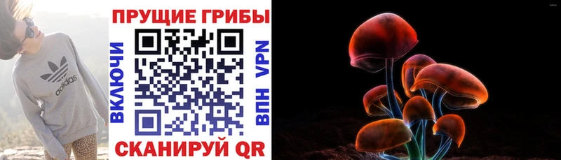 как найти закладки  Шахунья  kraken маркетплейс  площадка телеграм  Галлюциногенные грибы Psilocybe 